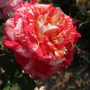Delightful Dorothy Rose - Striped Floribunda Rose - Gardenroses.co.uk
