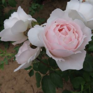 Desdemona rose - White/Pink Shrub - Gardenroses.co.uk
