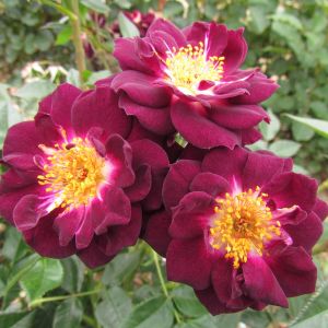 Diamond Eyes rose - Purple Patio - Gardenroses.co.uk