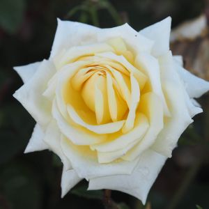Diamond Wedding rose - White Floribunda - Gardenroses.co.uk