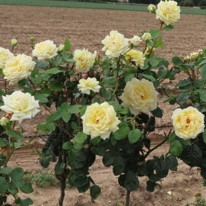Diamond Wedding standard rose - White Floribunda - Gardenroses.co.uk