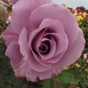 Dioressence rose - Lilac Floribunda - Gardenroses.co.uk