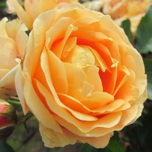 Dolce Vita rose - Apricot Floribunda - Gardenroses.co.uk