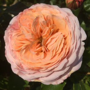 Domaine de Chantilly rose - Apricot Shrub - Gardenroses.co.uk