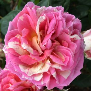 Double Twist rose - Pink And White Striped Floribunda - Gardenroses.co.uk