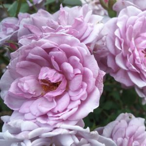 Dream Lover rose - Lilac Patio - Gardenroses.co.uk