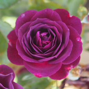 Ebb Tide rose - Purple Floribunda - Gardenroses.co,uk
