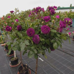Ebb Tide standard rose - Purple Floribunda - Gardenroses.co.uk