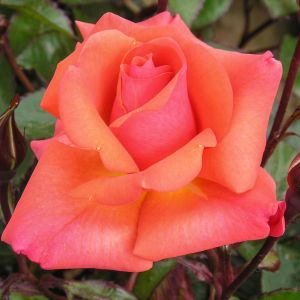 Edward's Rose - Coral Floribunda - Gardenroses.co.uk