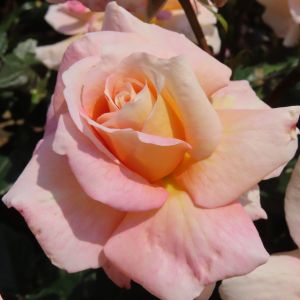 Emma rose - Pink Hybrid Tea - Gardenroses.co.uk