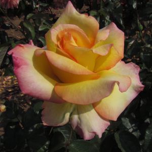 Especially for You rose - Yellow Hybrid Tea - Gardenroses.co.uk