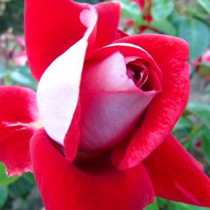 Eternally Yours rose - Red Hybrid Tea - Gardenroses.co.uk