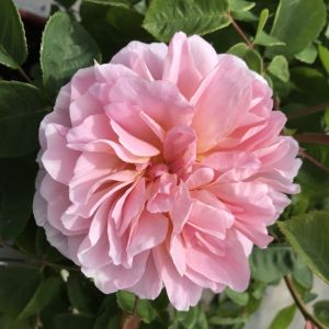 Eustacia Vye rose - Pink Shrub - Gardenroses.co.uk