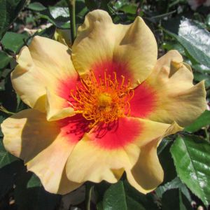 Eye of the Tiger rose - Yellow Floribunda - Gardenroses.co.uk