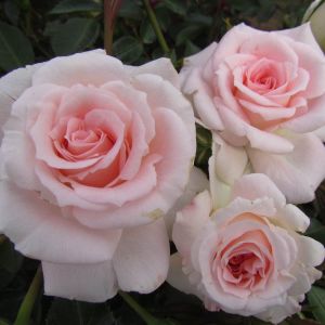 Fair Eva rose - Pink Rambler rose - Gardenroses.co.uk