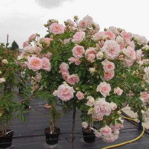 Fair Eva weeping standard rose - Pink Rambler - Gardenroses.co.uk
