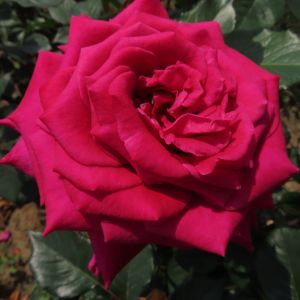 Favourite Friend rose - Cerise Hybrid Tea - Gardenroses.co.uk