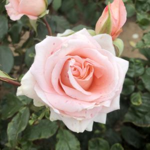 Feeoni Rose - Pink Floribunda - Gardenroses.co.uk