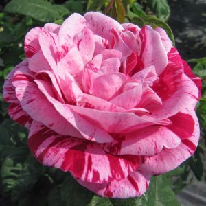 Ferdinand Pichard rose - Pink Striped Shrub - Gardenroses.co.uk