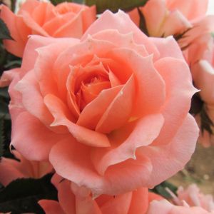 Flower Power rose - Peach Patio - Gardenroses.co.uk