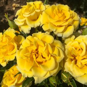 Flower Power Gold rose - Yellow Patio - Gardenroses.co.uk
