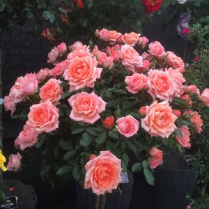 Flower Power standard rose - Peach Patio - Gardenroses.co.uk