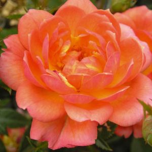 Fond Memories rose - Apricot Patio - Gardenroses.co.uk