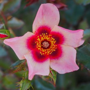 For Your Eyes Only rose - Pink Floribunda - Gardenroses.co.uk