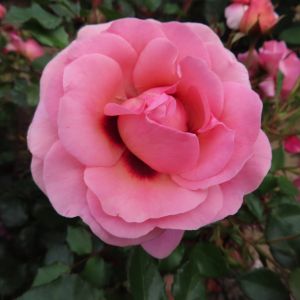 Forever Friends rose - Pink Floribunda - Gardenroses.co.uk