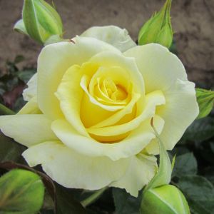 Forget Me Not rose - Lemon Hybrid Tea - Gardenroses.co.uk