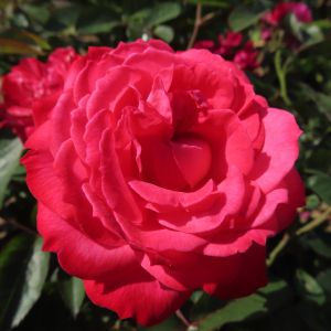 Four Legged Friend Rose - Coral Pink Floribunda Rose - Gardenroses.co.uk