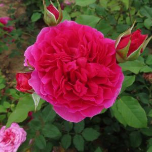 Gabriel Oak rose - Pink Shrub - Gardenroses.co.uk