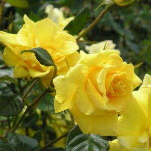 Gardener's Glory rose - Yellow Climber - Gardenroses.co.uk