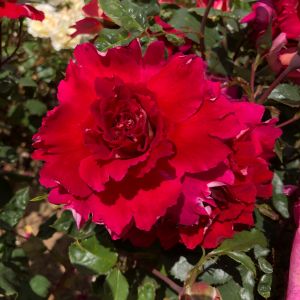 Gary's Rose - Red Floribunda - Gardenroses.co.uk