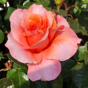 Gemma Rose - Orange, Peach & Apricot Floribunda - Gardenroses.co.uk