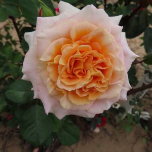Geoff Rose - Apricot/Cream Floribunda/Shrub Rose - Gardenroses.co.uk