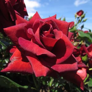George rose - Red Floribunda - Gardenroses.co.uk