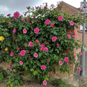 Gertrude Jekyll rose - Pink Climber - Gardenroses.co.uk
