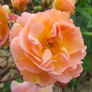 Ghislaine de Felingonde rose - Peach Rambler - Gardenroses.co.uk