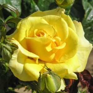 Golden Smiles rose - Yellow Floribunda - Gardenroses.co.uk