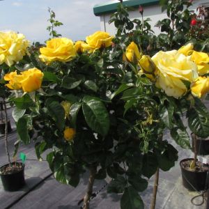 Golden Smiles standard rose - Yellow Floribunda - Gardenroses.co.uk