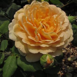 Golden Celebration rose - Yellow Shrub - Gardenroses.co.uk