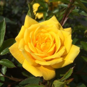 Golden Jewel rose - Yellow Patio rose - Gardenroses.co.uk