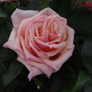 Gorgeous Girl rose - Pink Hybrid Tea - Gardenroses.co.uk