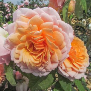Grace rose - Apricot Shrub - Gardenroses.co.uk