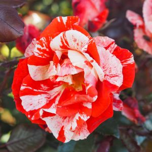 Hanky Panky rose - Red and White Striped Floribunda - Gardenroses.co.uk
