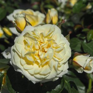 Dear Brother rose - Yellow Floribunda - Gardenroses.co.uk