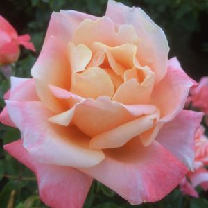 Wonderful Friend rose | Salmon Hybrid Tea | Gardenroses.co.uk