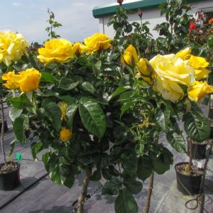 Happy Golden Wedding standard rose - Yellow Floribunda - Gardenroses.co.uk