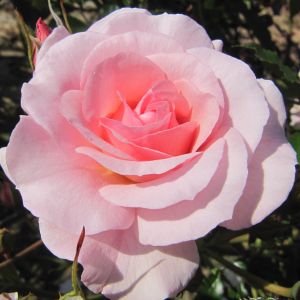 Happy Retirement rose - Pink Floribunda - Gardenroses.co.uk